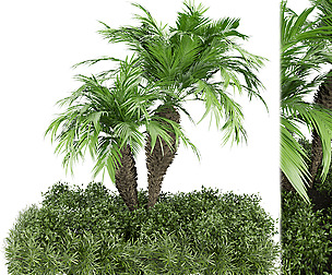 Collection plant vol 176 - free