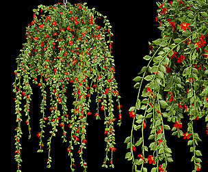 Collection plant vol 200 - free