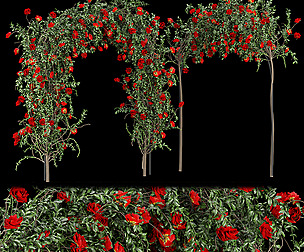 Collection plant vol 204 - free