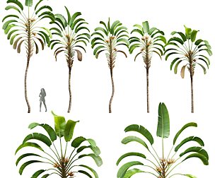 New Plant High detail Strelitzia Nicolai