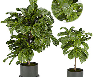 Collection plant vol 340 - ble - 3ds - c4d