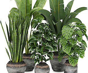 Collection plant vol 345 - ble - 3ds - c4d