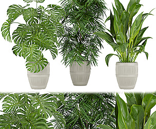 Collection plant vol 348 - ble - 3ds - c4d