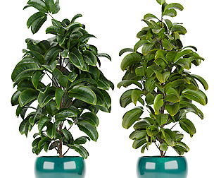 Collection plant vol 349 - ble - 3ds - c4d