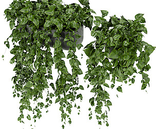 Collection plant vol 351 - ble - 3ds - c4d