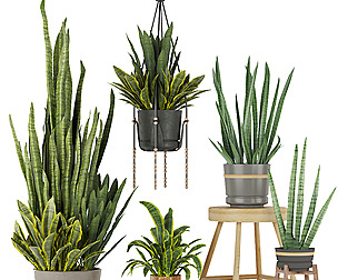 Collection plant vol 352 - ble - 3ds - c4d