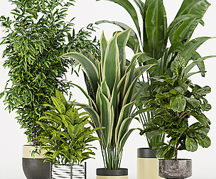 Collection plant vol 353 - ble - 3ds - c4d