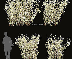 Collection plant vol 355 - ble - 3ds - c4d
