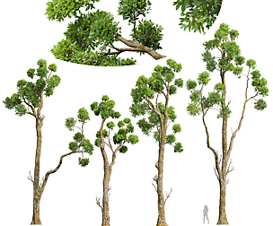 Cinnamomum Camphora Decorative