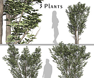 Set of Sweet Viburnum Plant (Sweet Viburnum)