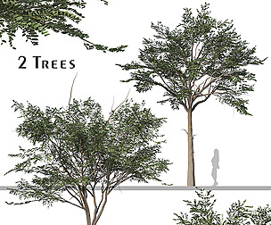 Set of Albizia Falcataria Tree ( Falcataria )