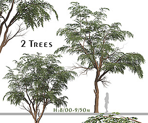 Set of Sophora Japonica Tree (Japanese Pagoda)