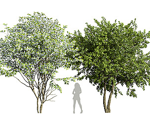 Water gum and Amelanchier Lamarckii