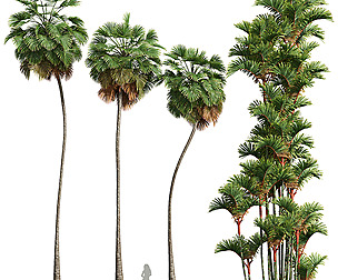 Borassus Flabellifer and Cyrtostachys Renda