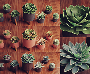 Collection of Succulent Plants , Plants Vol 03