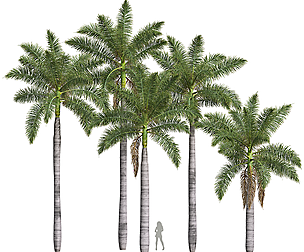 New Plant High detail Roystonea Regia Medium