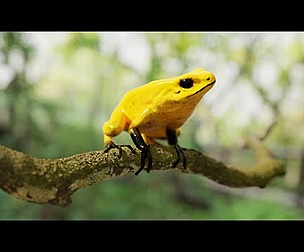 ARROW FROG