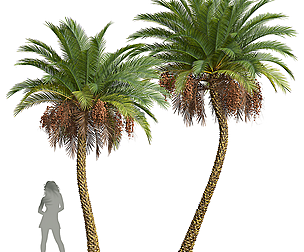New Plant Phoenix Sylvestris Fruit Meduim
