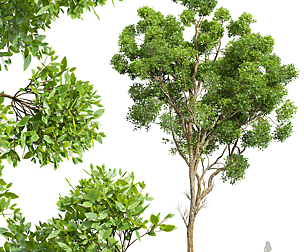 New Plant High detail Cinnamomum Camphora