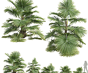 New Plant High detail Saribus Rotundifolius Small
