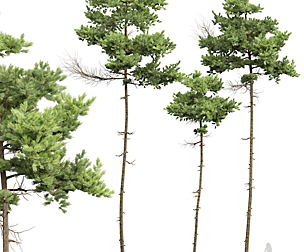 New Plant High detail Pinus Echinata02