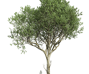New Plant High detail Fagus Grandifolia02