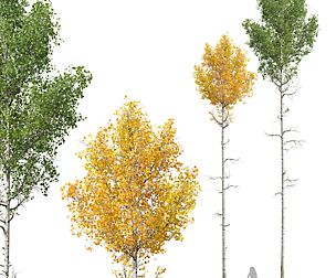 New Plant High detail Populus Tremuloides03