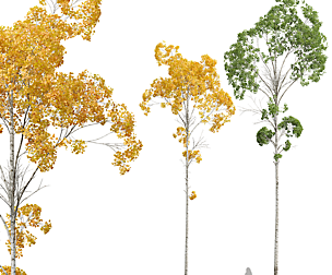 New Plant High detail Populus Tremuloides04