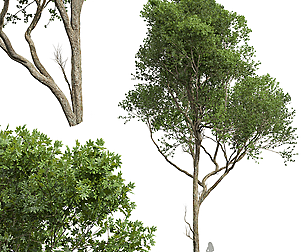 New Plant High detail Acer Pseudoplatanus02