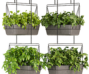 Collection plant vol 368 - ble - 3ds - c4d