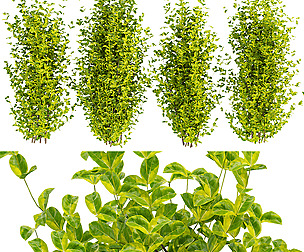 Collection plant vol 369 - ble - 3ds - c4d