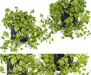 Collection plant vol 370 - ble - 3ds - c4d