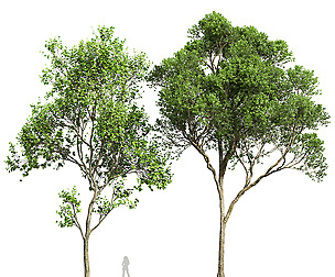 Acer Pseudoplatanus and Acer Saccharinum Summer
