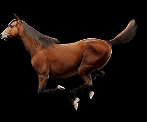 Horse Model 3D - Rigged - X-gen