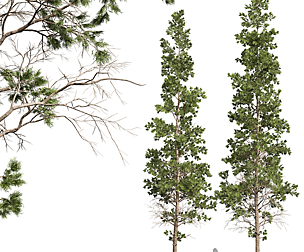 New Plant High detail Chamaecyparis Thyoides