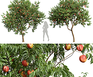 New Plant High detail Amygdalus Persica Peach