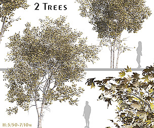 Set of Acer truncatum Plant (shantung maple)