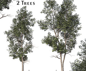 Set of Eucalyptus Robusta Trees (Swamp mahogany)