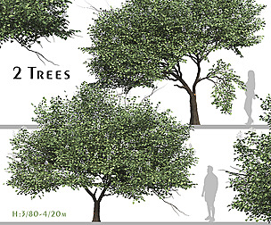 Set of Catalpa Ovata Tree ( Chinese Catalpa )