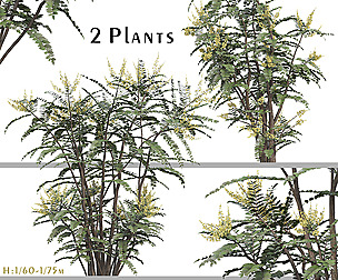 Set of Mahonia Media Plant (Oregon Grape)