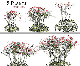 Set of Geranium palmatum Plant (Canary geranium)