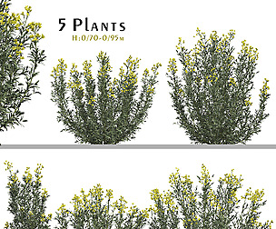 Set of Euphorbia palustris Plant ( Marsh spurge )