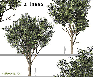 Set of Fraxinus Rhynchophylla Tree ( Manna Ash )