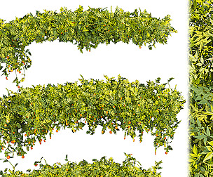 Collection plant vol 376 - ble - 3ds - c4d