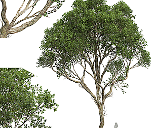 New Plant High detail Acer Pseudoplatanus03