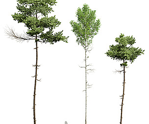 Pinus Echinata and Populus Tremuloides