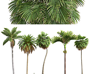 Borassus Flabellifer Catechu Roystonea Regia