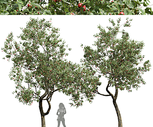 Crataegus Pinnatifida Hawthorn Fruits Tree