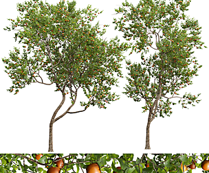 New Plant High detail Diospyros Kaki Persimmon