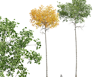New Plant High detail Populus Tremuloides02